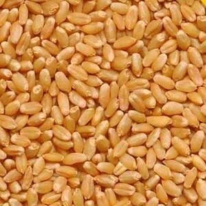 Indian Wheat Seeds