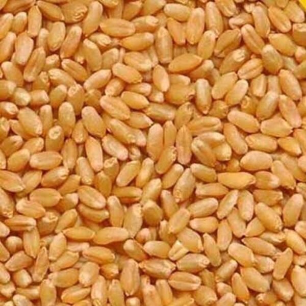 Indian Wheat Seeds